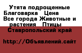 Утята подрощенные Благоварка › Цена ­ 100 - Все города Животные и растения » Птицы   . Ставропольский край